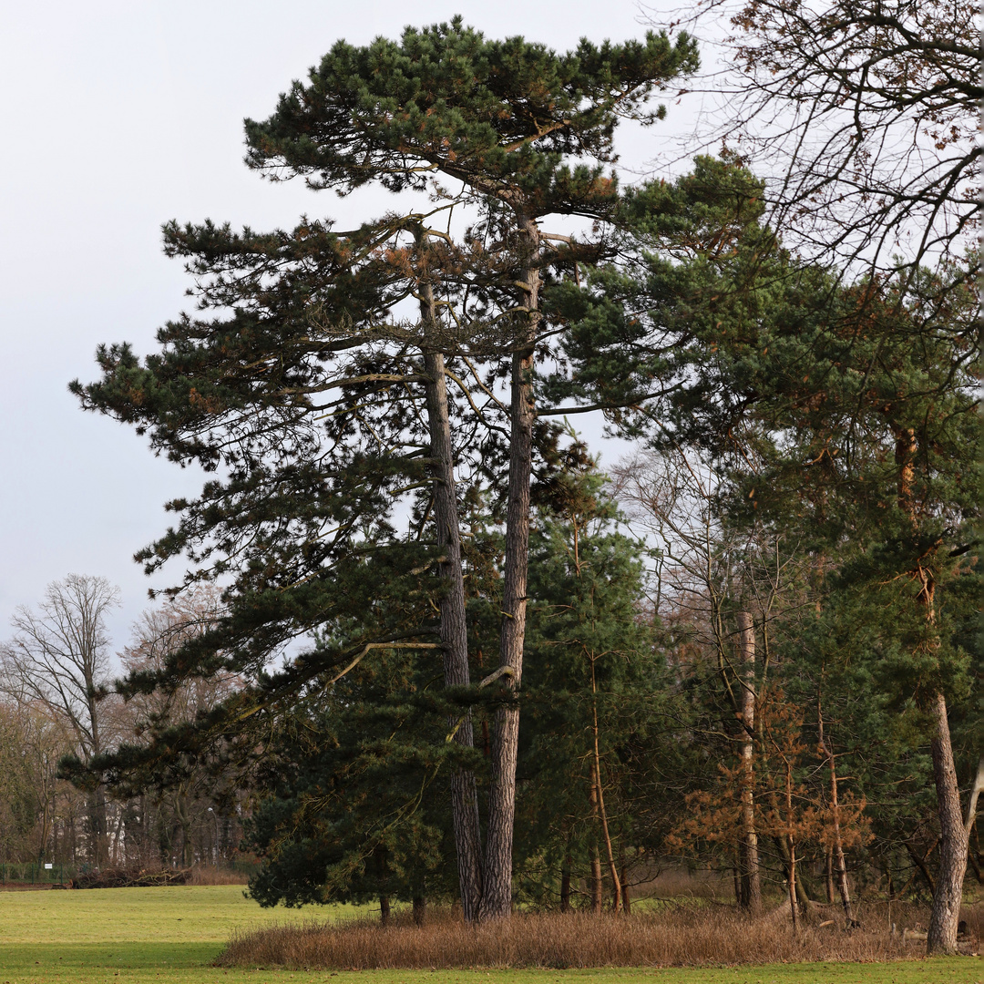 Im Tierpark in Köln (2021_12_08_6006_pano_ji)