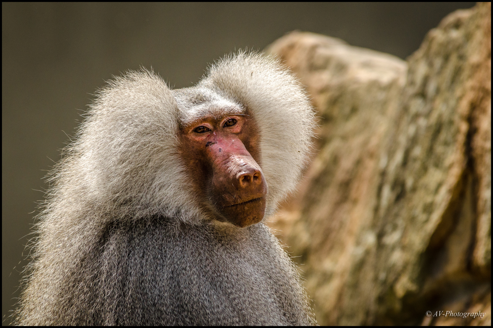 Im Tierpark mein Nikon 80 - 400 VR ausprobiert.