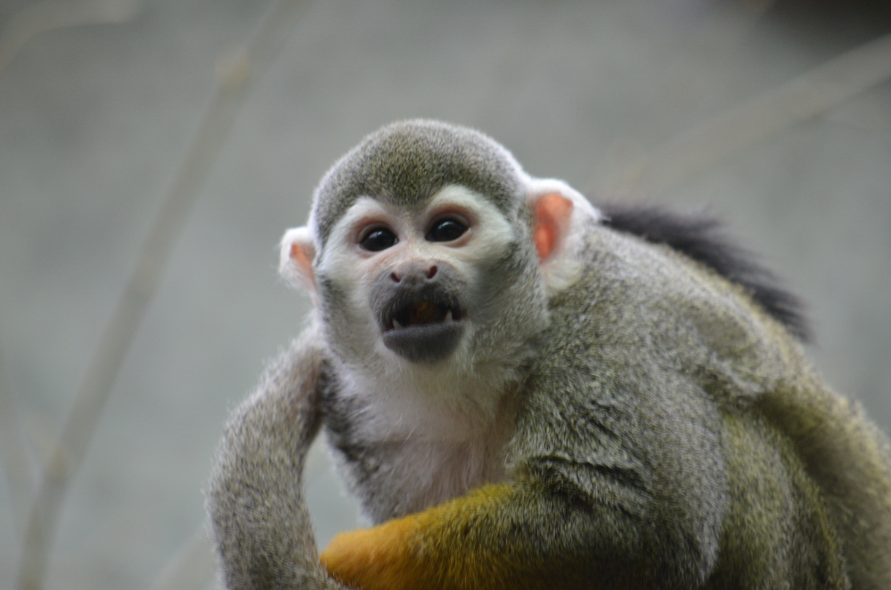 im Tierpark München