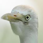 Im Tierpark Nürnberg