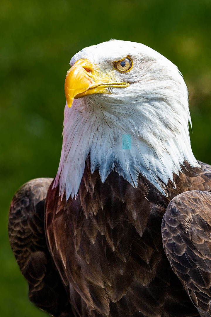 Im Tierpark Sababurg 04