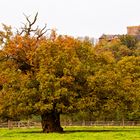 Im Tierpark Sababurg mit Dornröschenschloss_2719