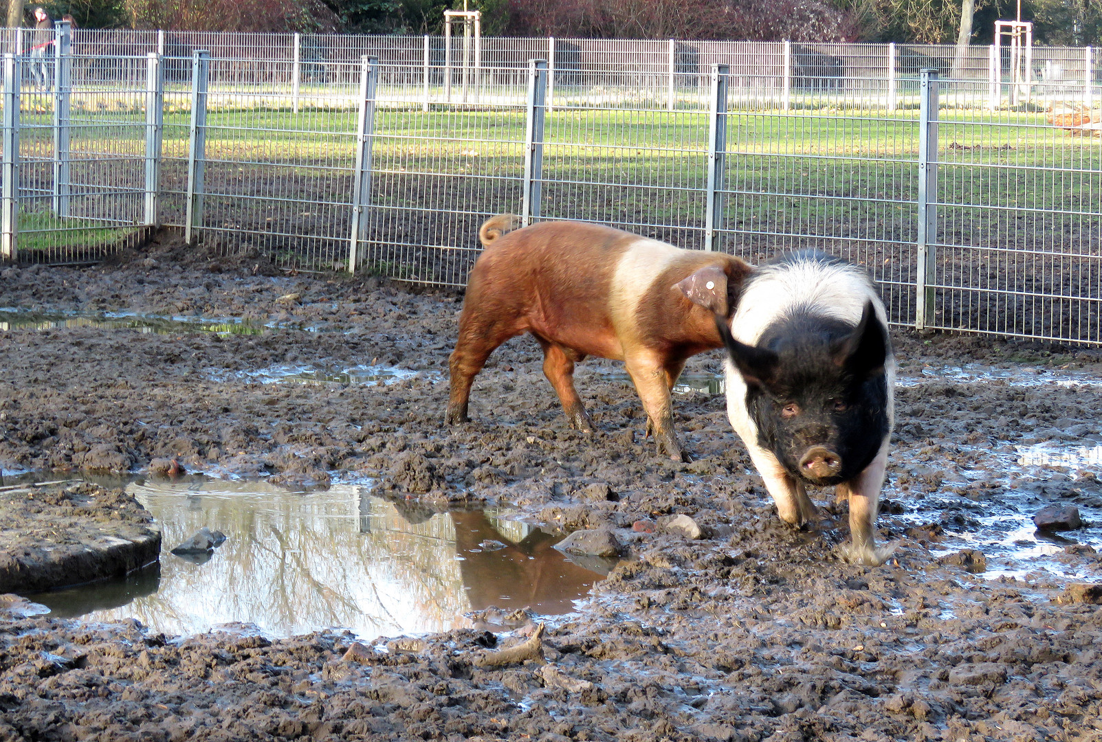 Im Tierpark Salzwedel