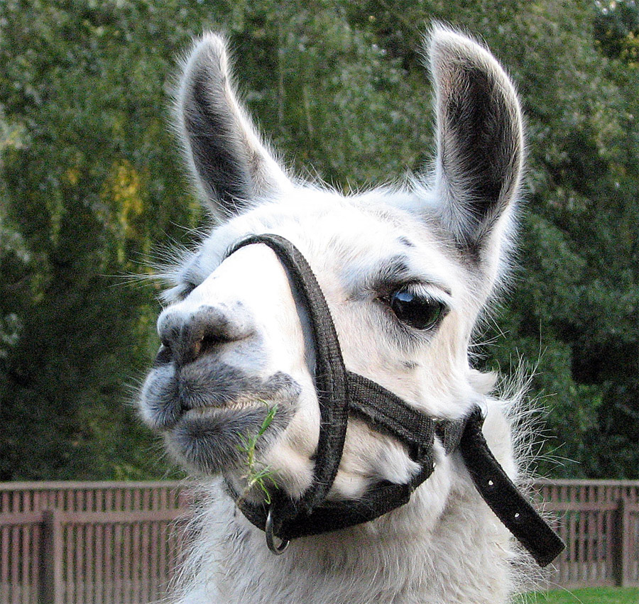 Im Tierpark Salzwedel gibt es nur dieses Lama