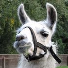 Im Tierpark Salzwedel gibt es nur dieses Lama