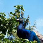 Im Tierpark Thüle