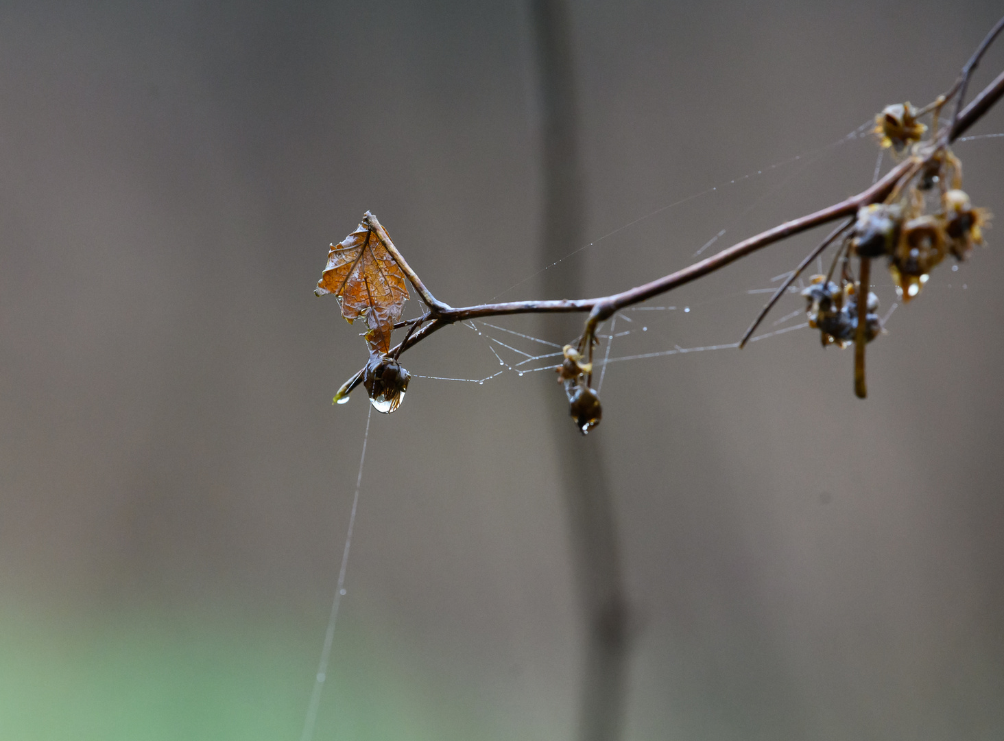 Im Tiester Bauernmoor fotografiert