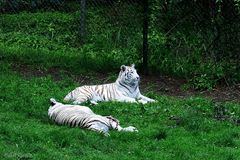 Im Tigergehege des Serengetiparks von Hodenhagen 2