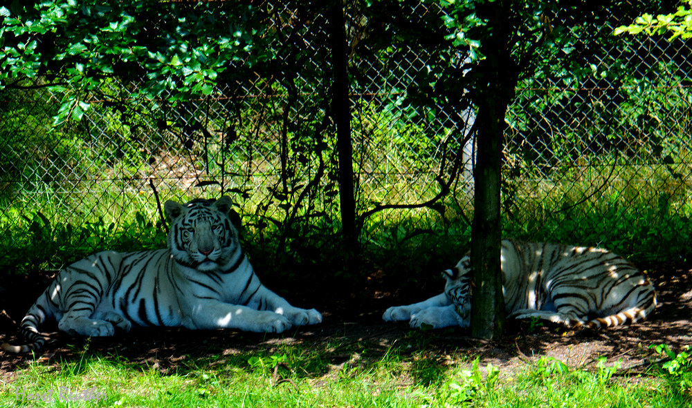 Im Tigergehege des Serengetiparks von Hodenhagen