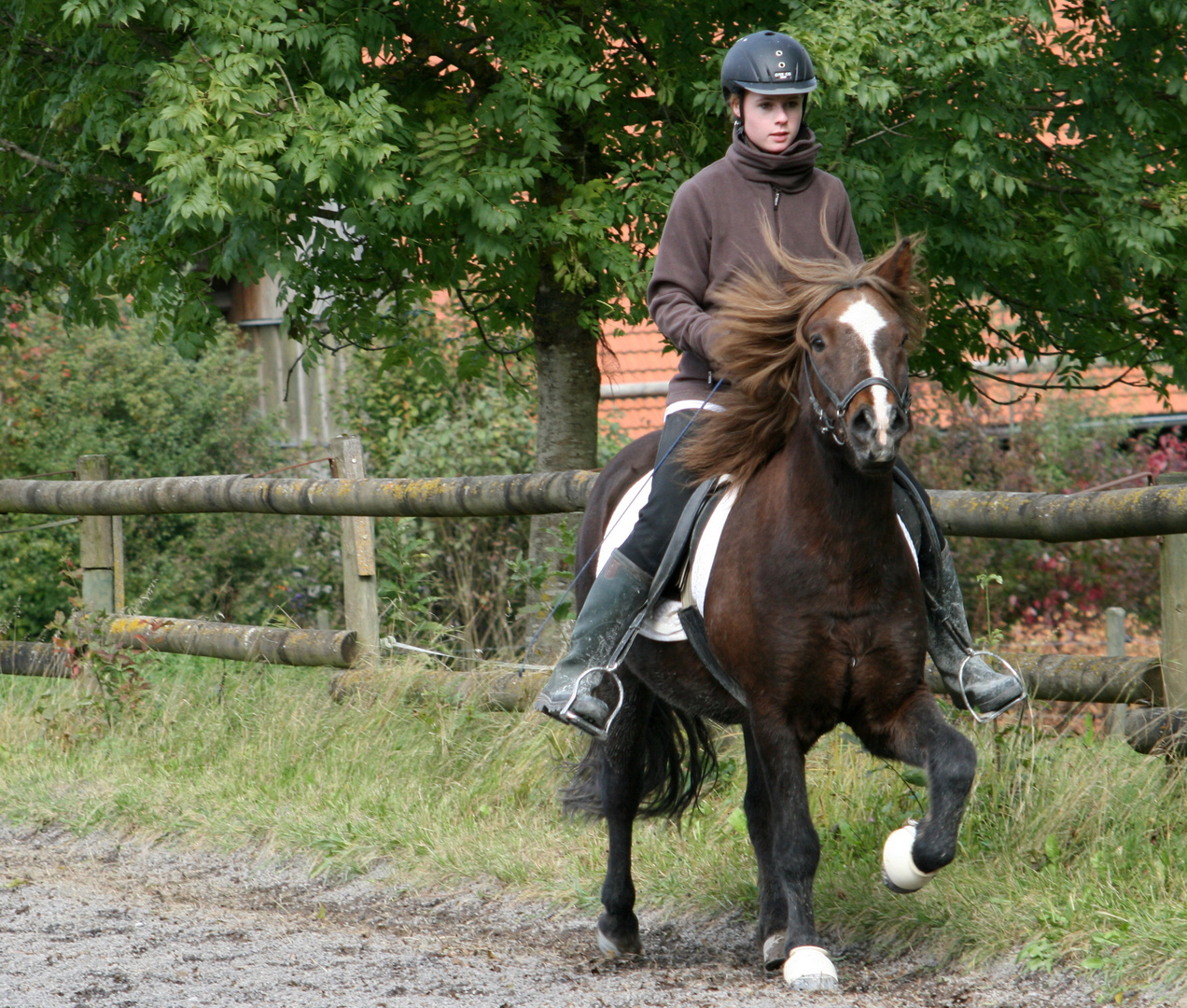 Im Tölt Foto & Bild tiere, haustiere, pferde, esel, maultiere Bilder