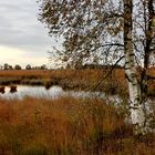 Im Torfmoor, diesmal ohne viel Licht