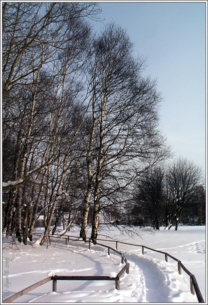 im Torfmoor/ In The Peat Bog (01)