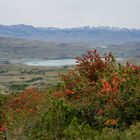 Im Torres del Paine N.P.