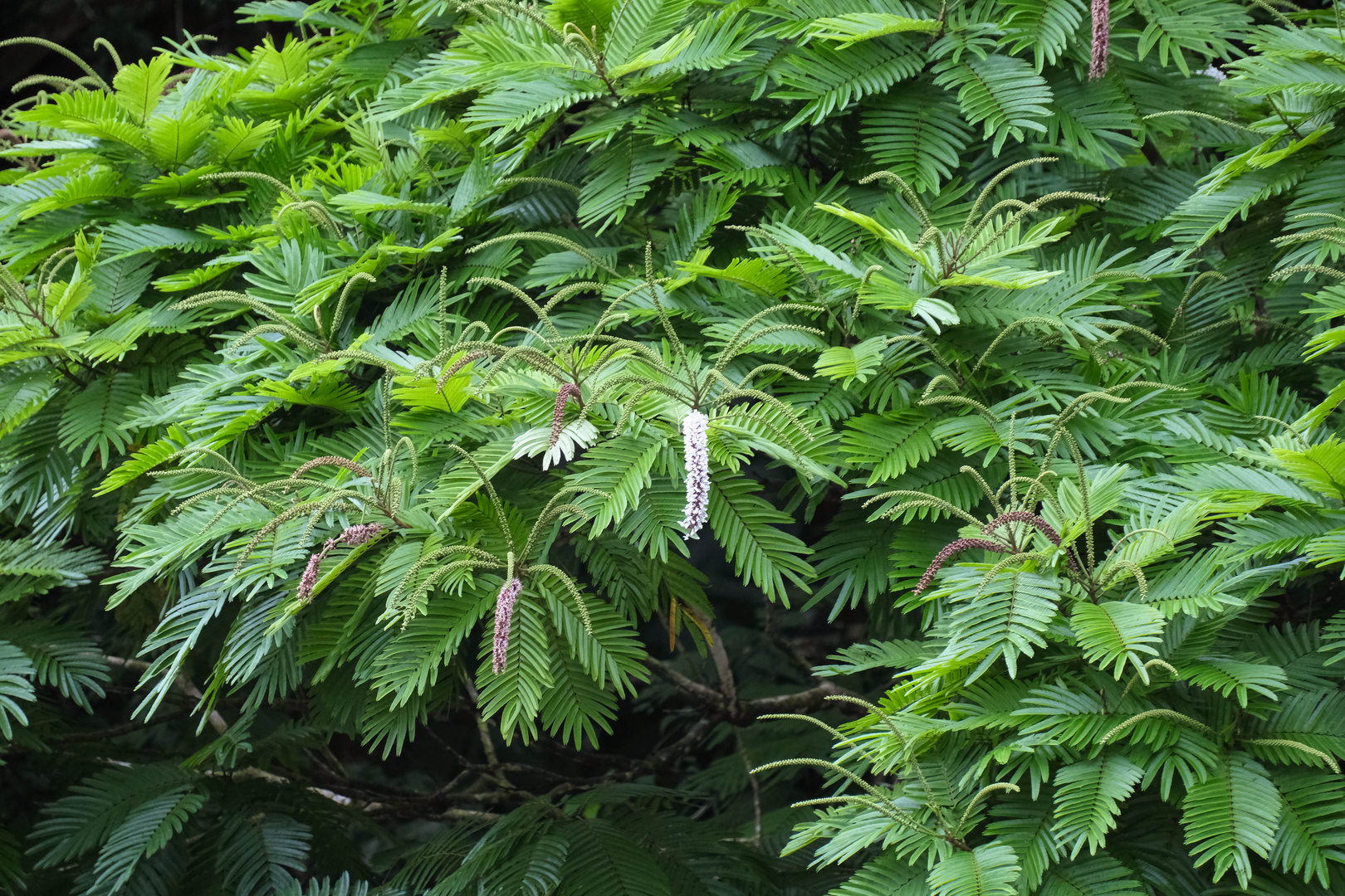 ...im Tortuguero Regenwald...