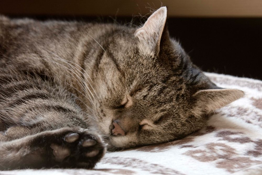 Im Traum Foto & Bild | tiere, haustiere, katzen Bilder auf fotocommunity