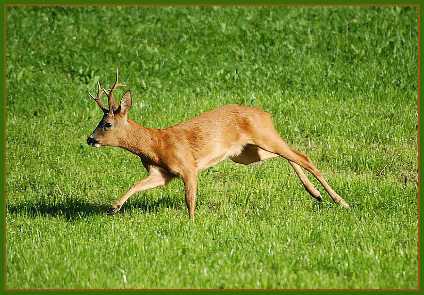 Im Trieb, oder wenn er hinter der Geiss her ist!