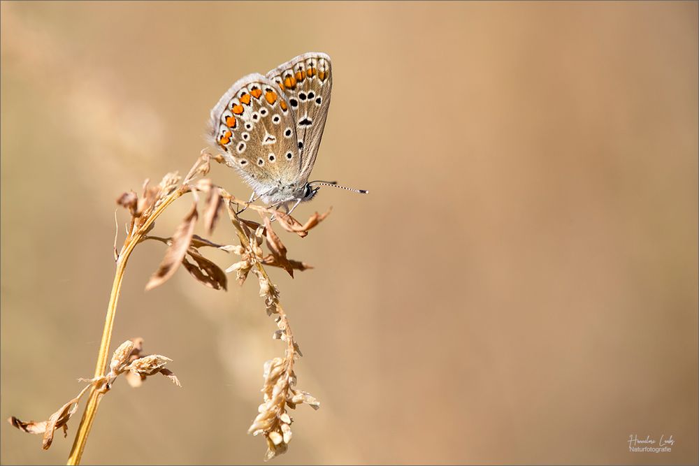 Im trockenen Gras