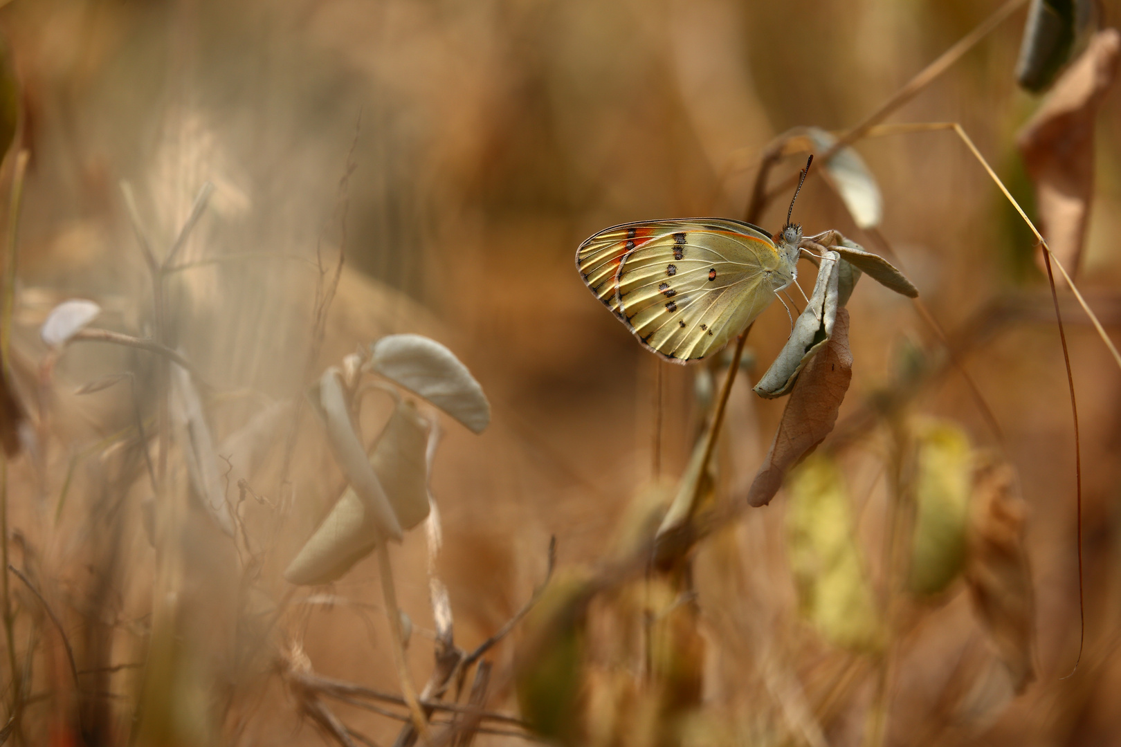 Im trockenen Gras