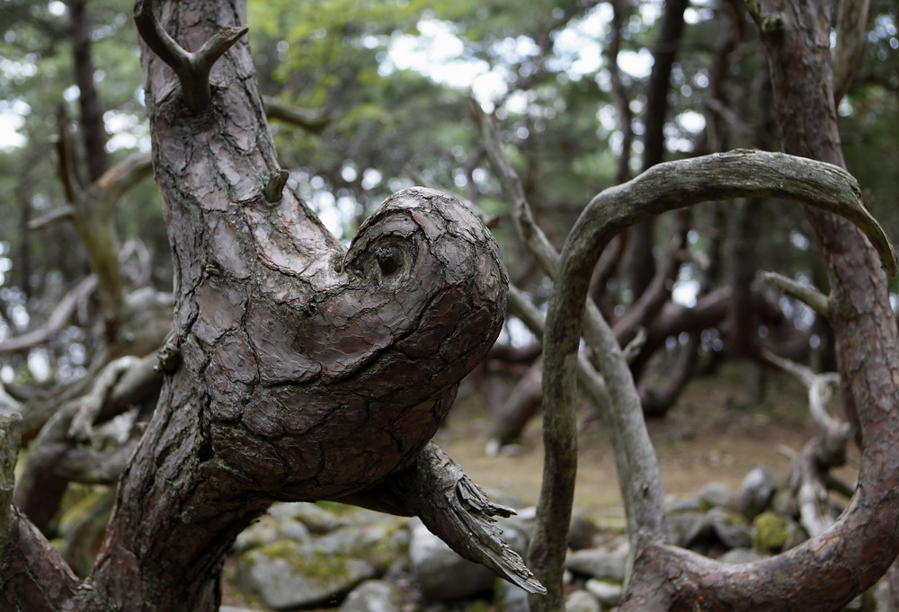 Im Trollwald, Grankullaviken, Öland