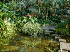 Im Tropenhaus im Palmengarten in Frankfurt