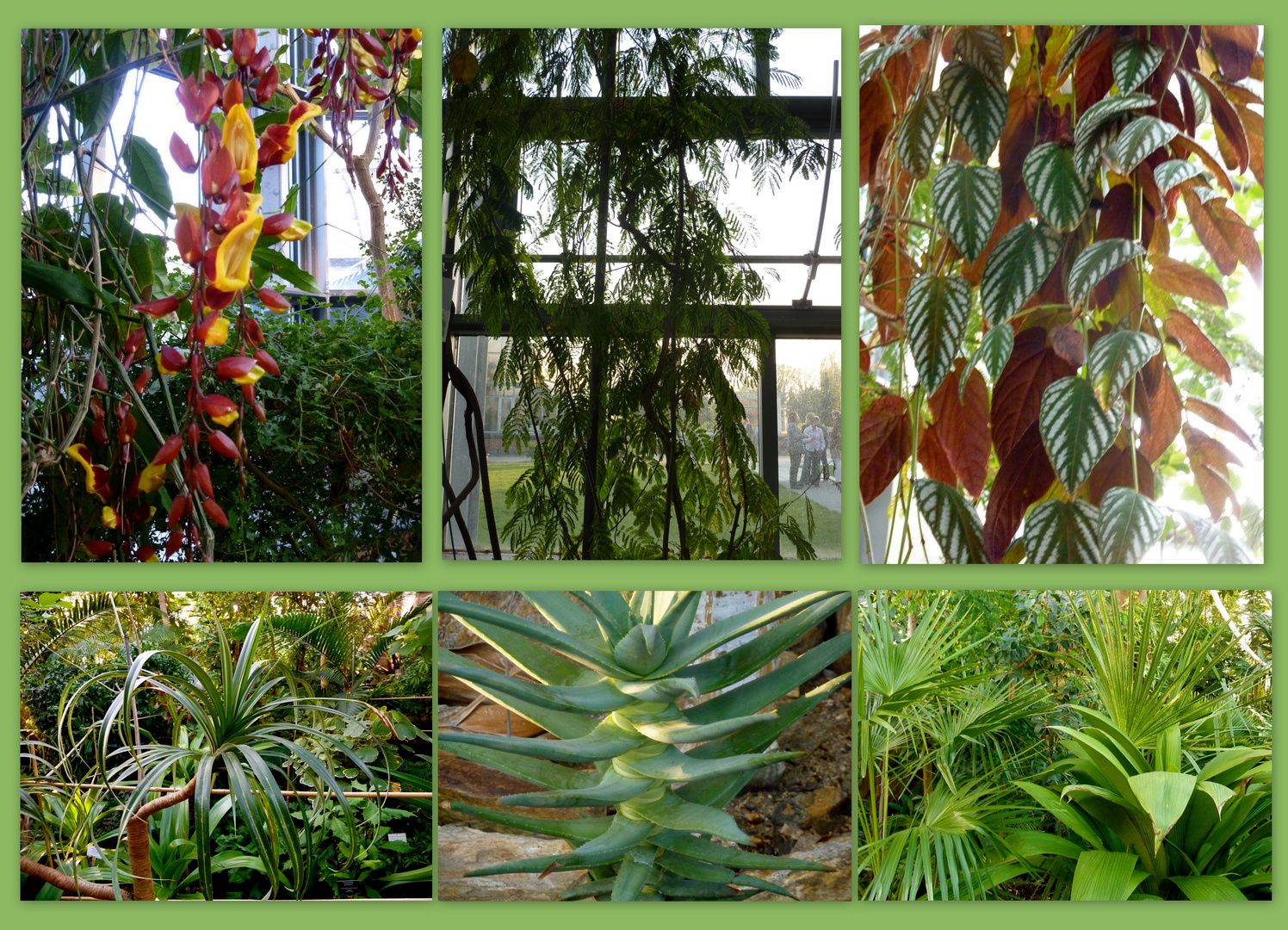 Im Tropenhaus vom Botanischen Garten Berlin