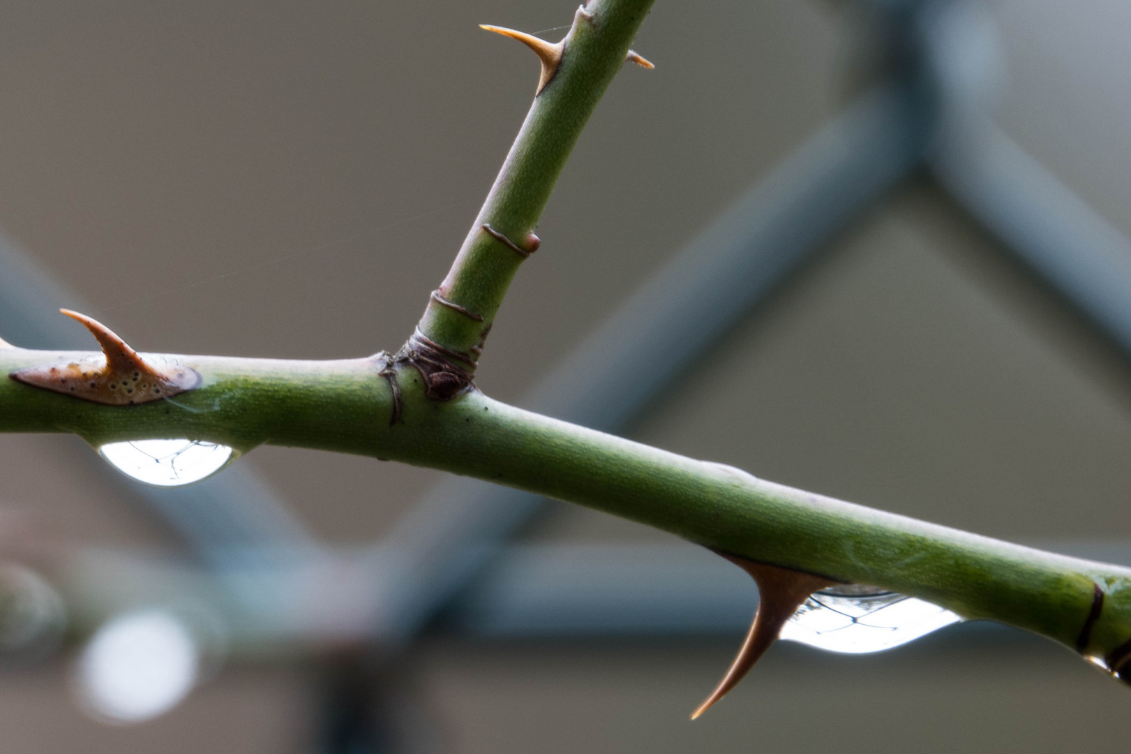 Im Tropfen der Zaun