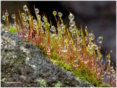 im tropfenwald.......