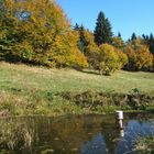 Im Trüben fischen