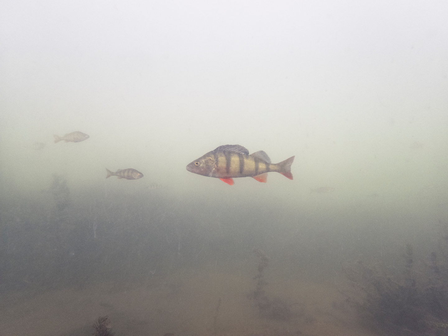 Im Trüben fischen: Flussbarsch