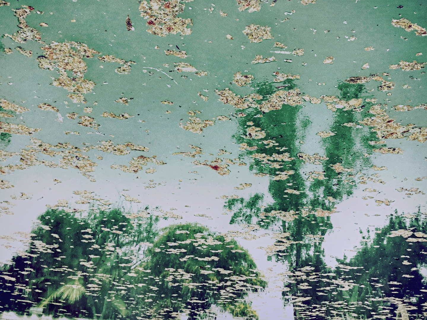 Im trüben Teich 