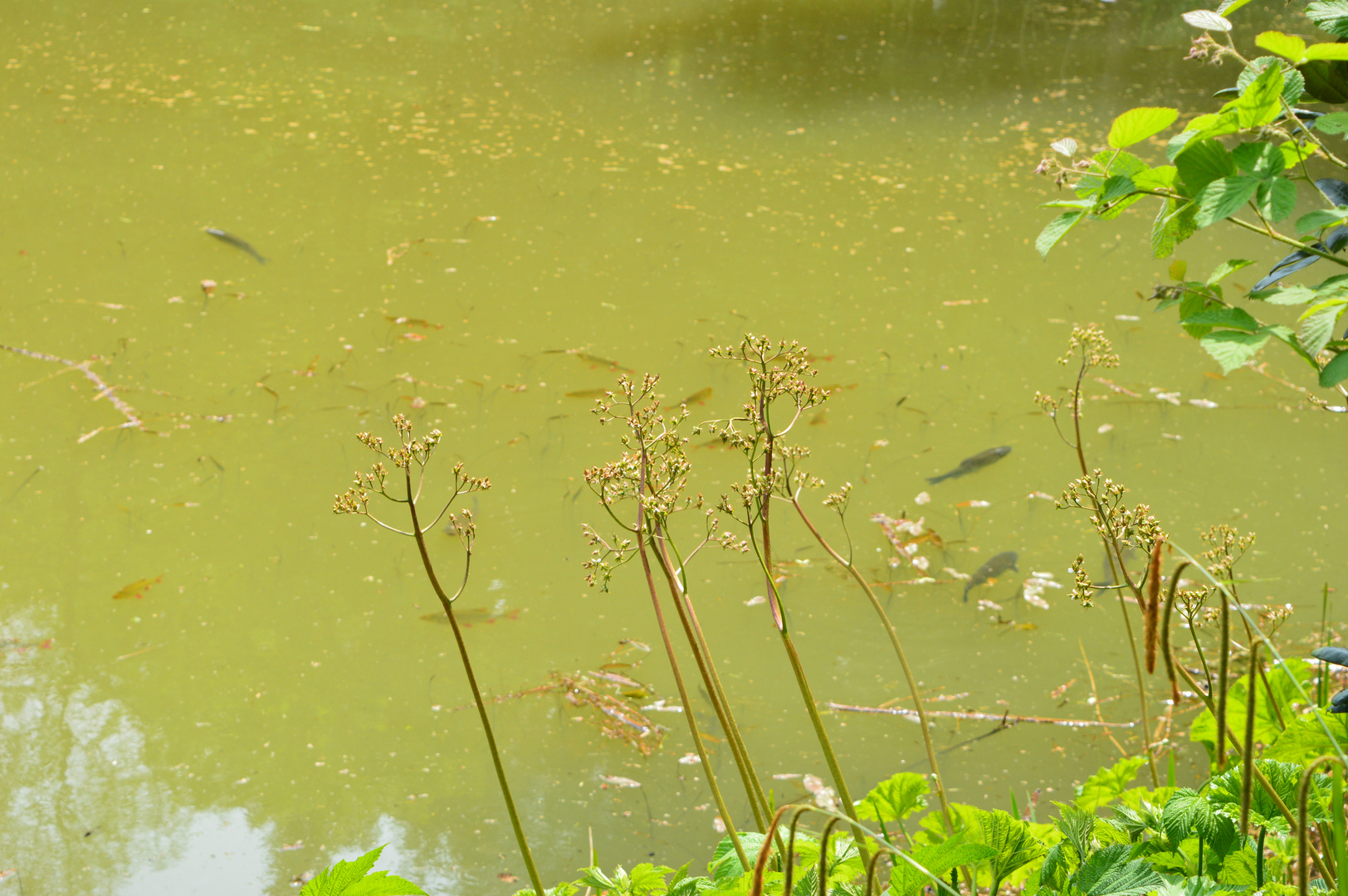 Im trüben Wasser