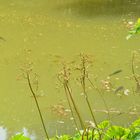 Im trüben Wasser