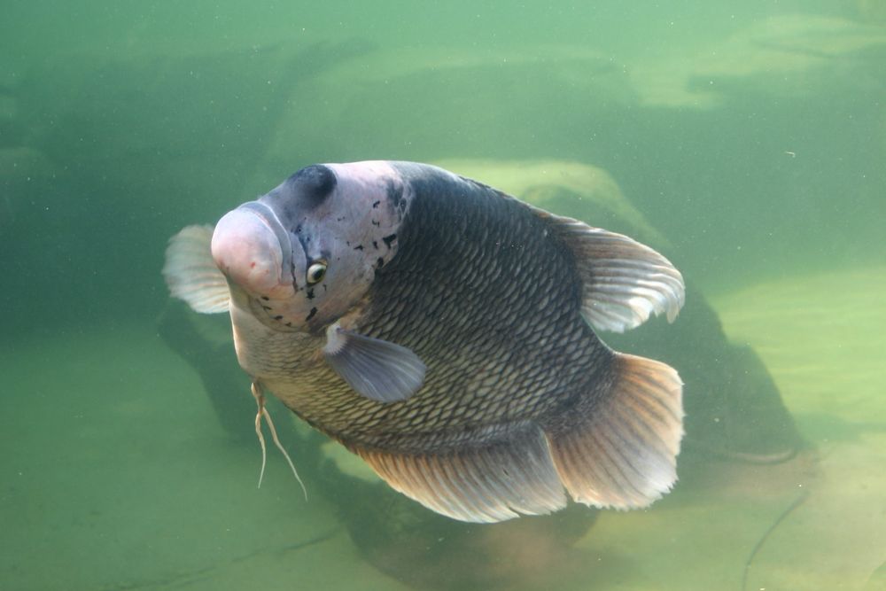 im trüben Wasser Gondwanas  betrachtet