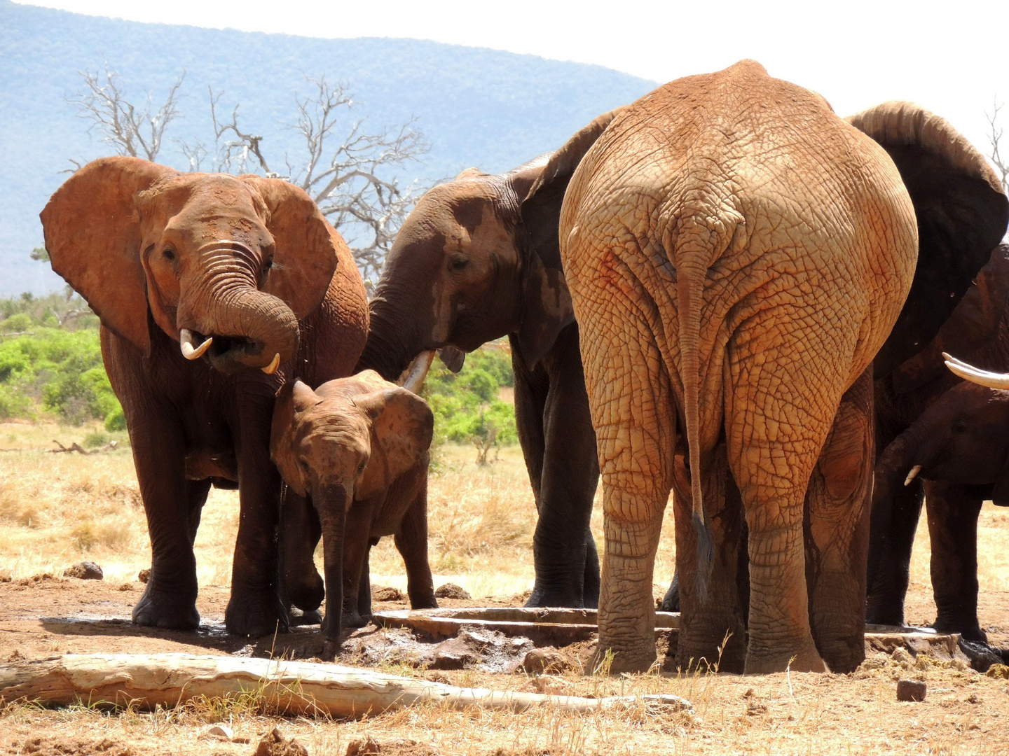 Im Tsavo-Ost-Nationalpark