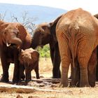 Im Tsavo-Ost-Nationalpark