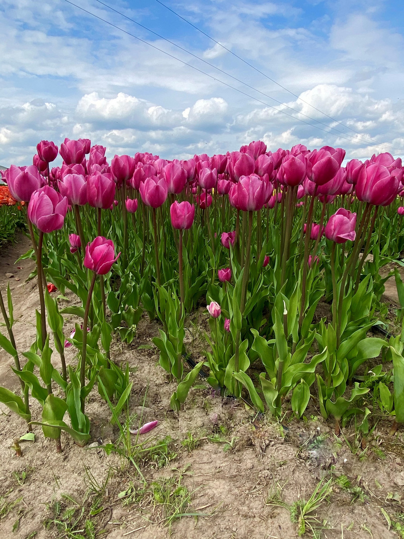 Im Tulpenfeld