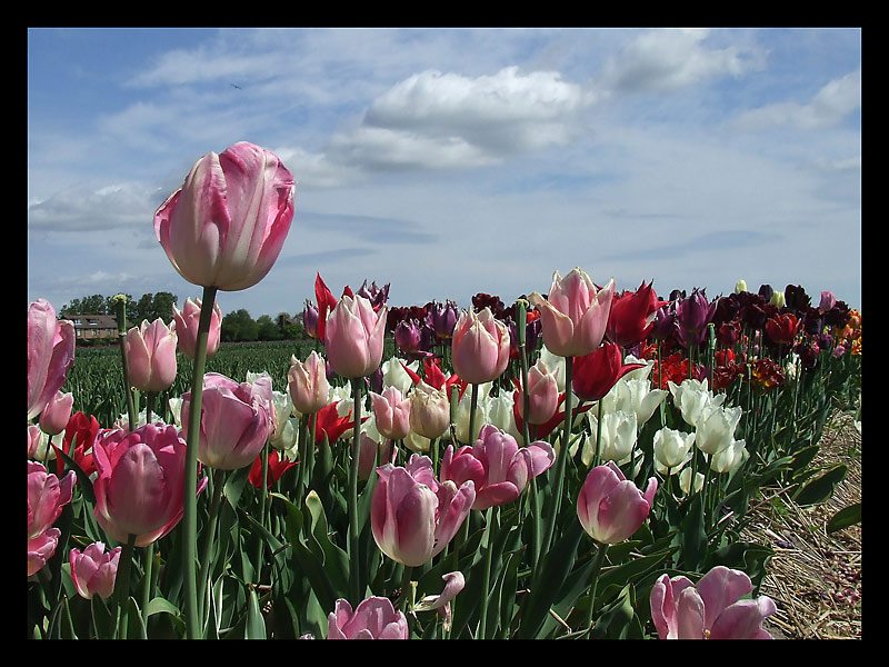 Im Tulpenfeld