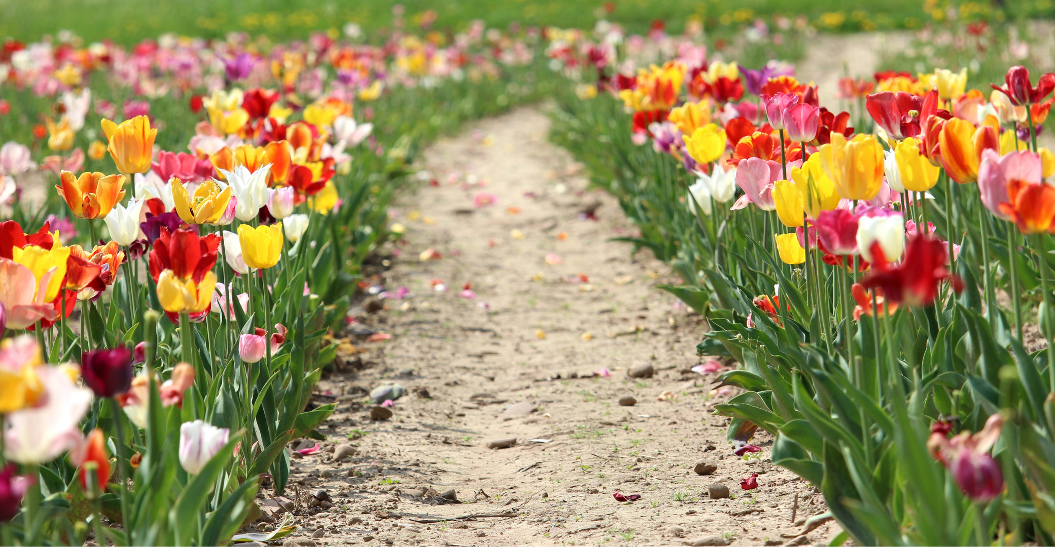 Im Tulpenfeld