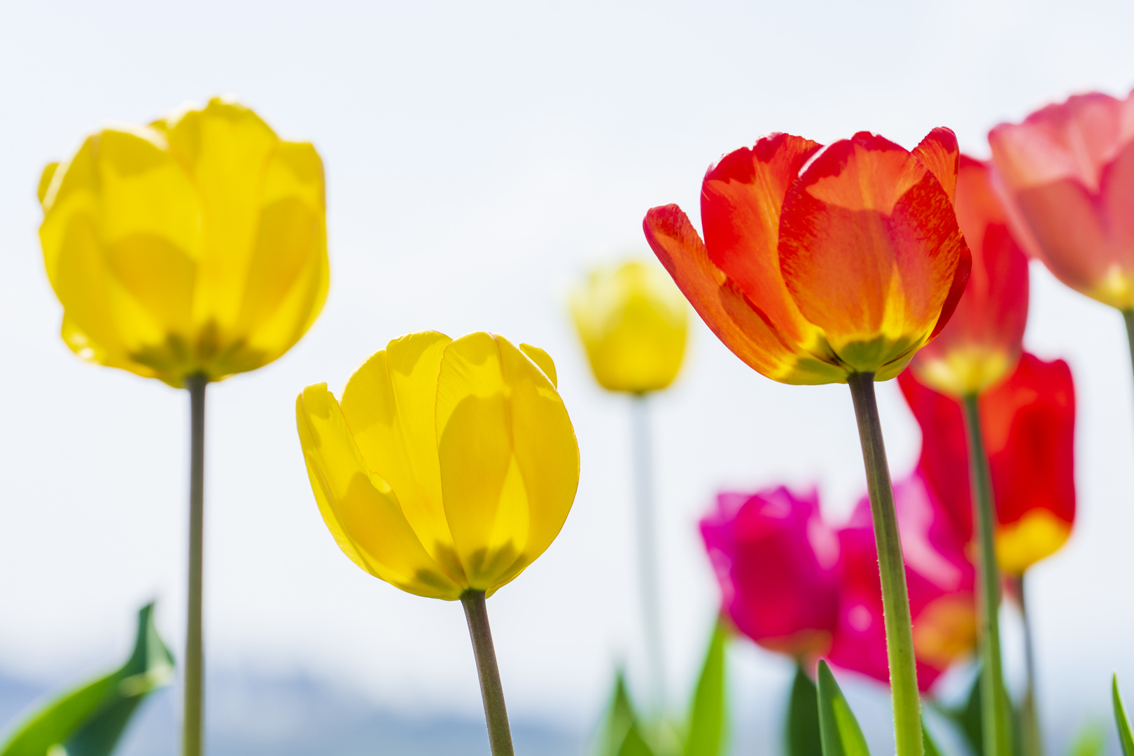 Im Tulpenfeld in Oberlosa bei Plauen...