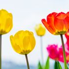 Im Tulpenfeld in Oberlosa bei Plauen...