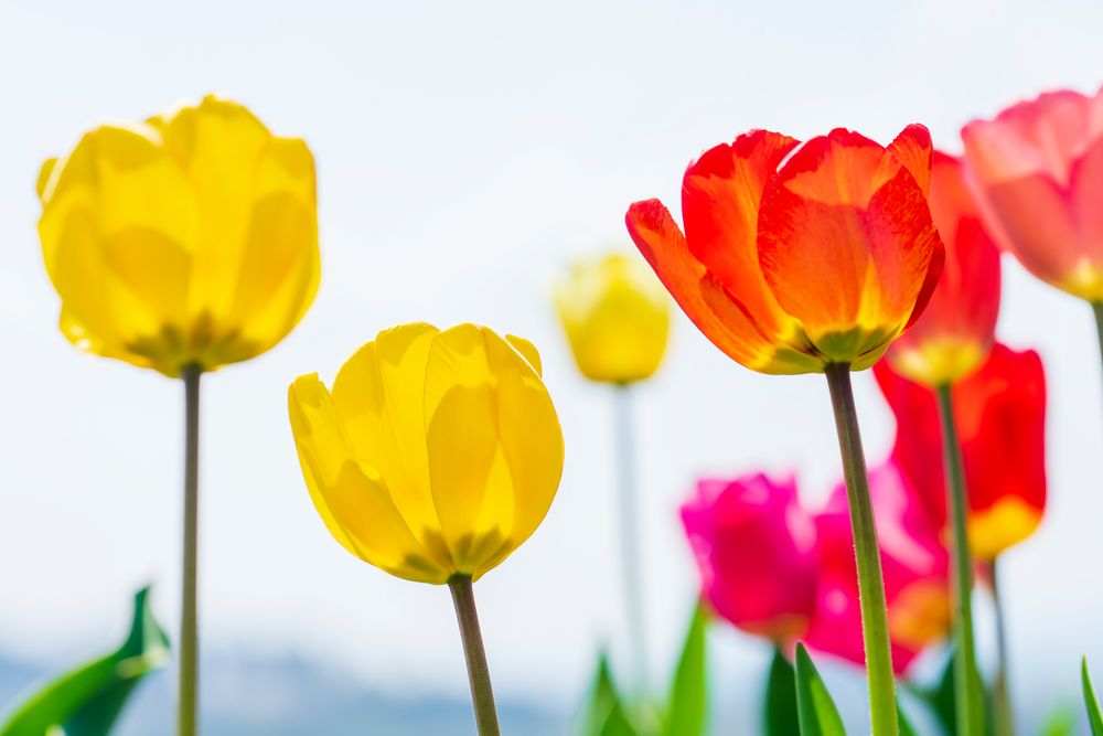 Im Tulpenfeld in Oberlosa bei Plauen...