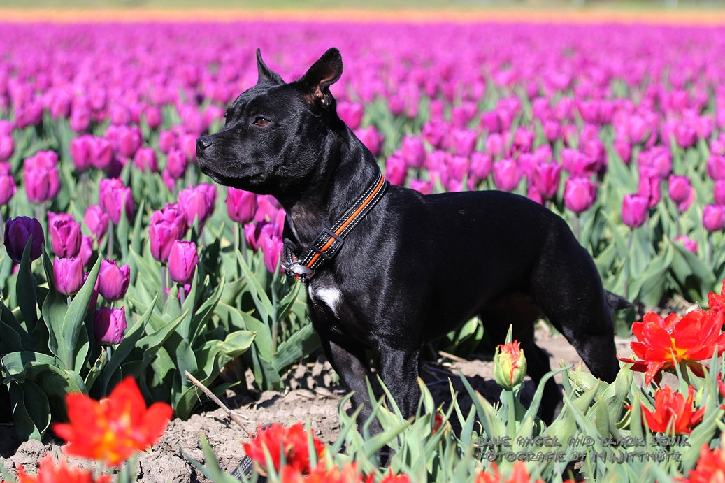 Im Tulpenmeer