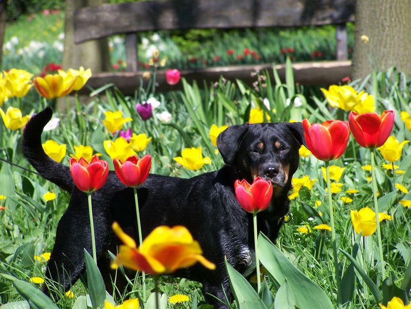 im Tulpenmeer