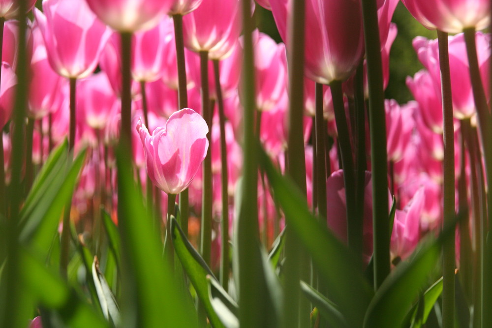 Im Tulpenwald