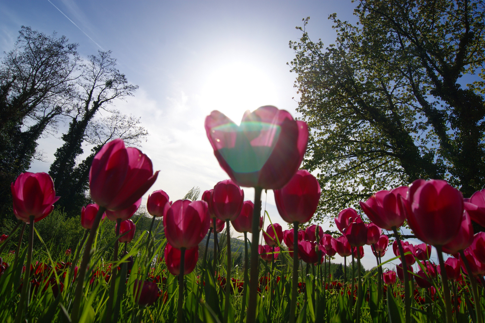 im Tulpenwald