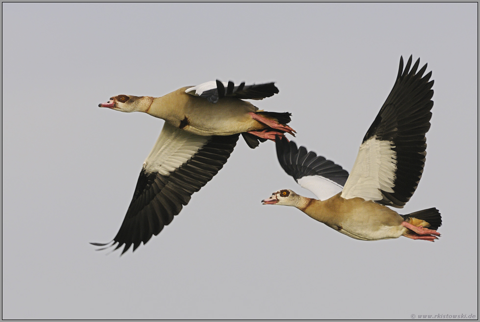 im Überflug... Nilgänse *Alopochen aegyptiacus*