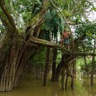 Im überfluteten Regenwald am Amazonas in Peru