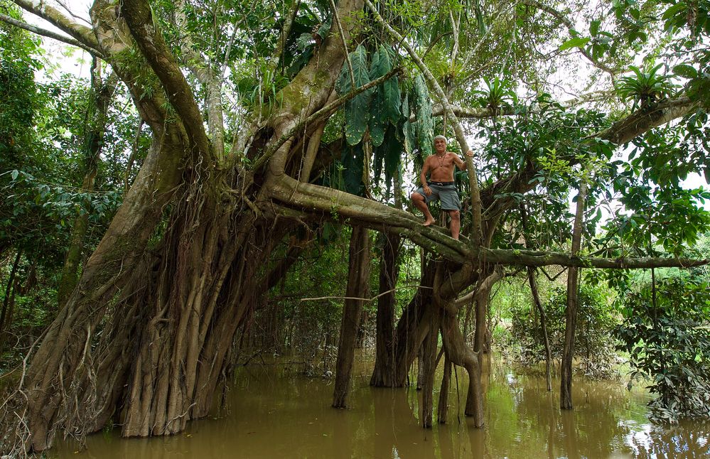 Im überfluteten Regenwald am Amazonas in Peru Foto & Bild landschaft, lebensräume, wald Bilder
