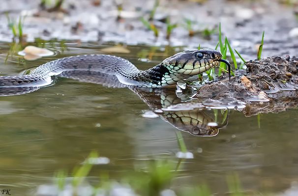         Im Uferbereich des großen See, 