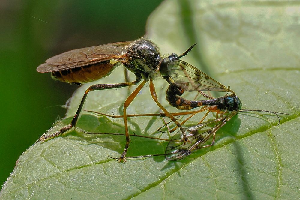 Im ungünstigen Mittagslicht